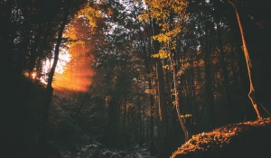 Солнце в лесу.