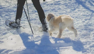 Зима. Человек с собакой.