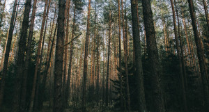 В лесу.