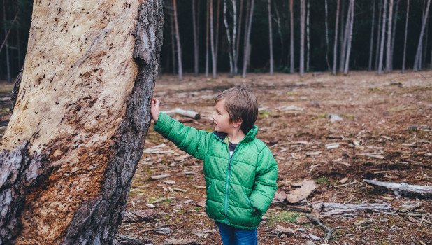 Ребенок в лесу. Дерево.