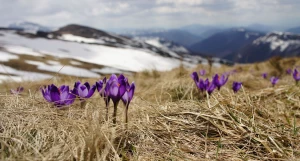 Весна. Цветы в горах.
