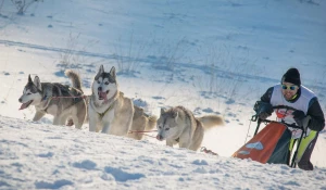 Показательные заезды титулованных каюров Сибири на собачьих упряжках.