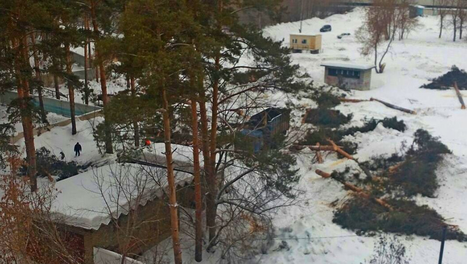 В Новосибирске на улице Богдана Хмельницкого строители вырубили сосны. 27 февраля 2017 года.