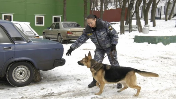 Кинолог. Задержание.