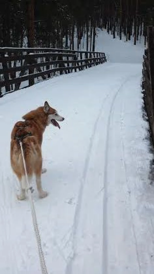 Ездовой спорт