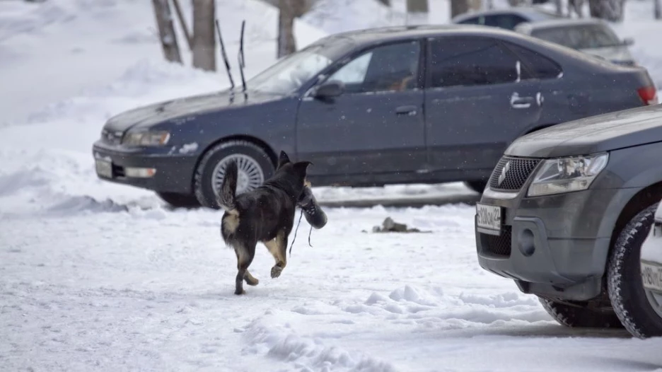 Забавный Барнаул.