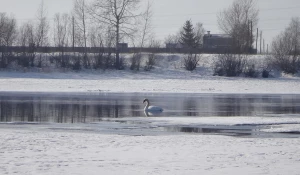 Белый лебедь в конце зимы прилетел в Канск.