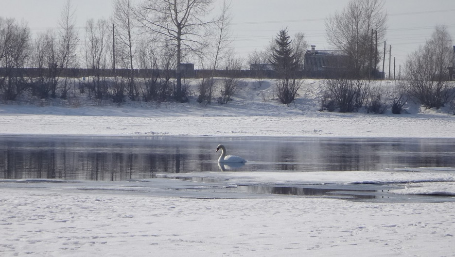 Белый лебедь в конце зимы прилетел в Канск.
