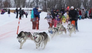 Праздник для любителей сибирских хаски.