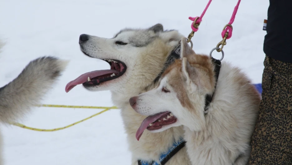 В барнаульском парке пройдет лыжная гонка с собаками