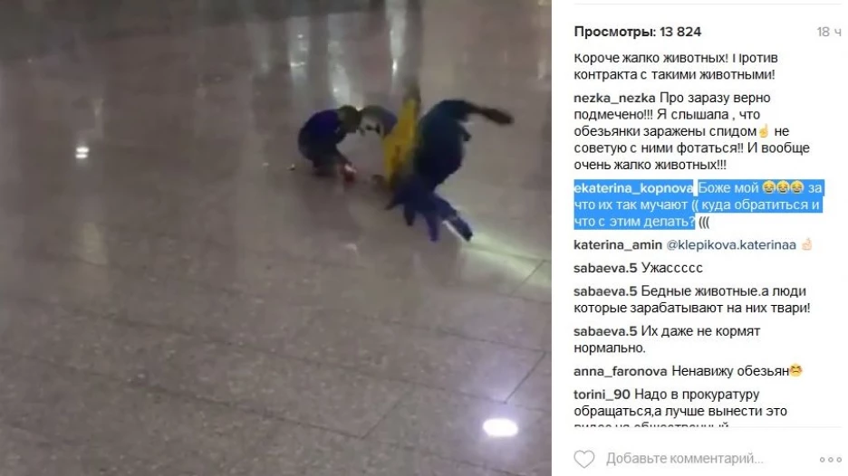 В барнаульском ТРЦ подрались обезьяна с попугаем.