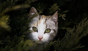 Кошка в траве.