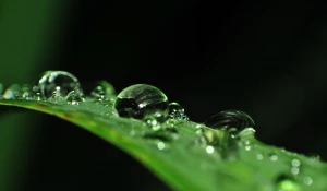 Капли вода. После  дождя, роса. Лето.