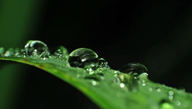 Капли вода. После  дождя, роса. Лето.