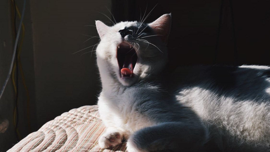 Кошка зевает.