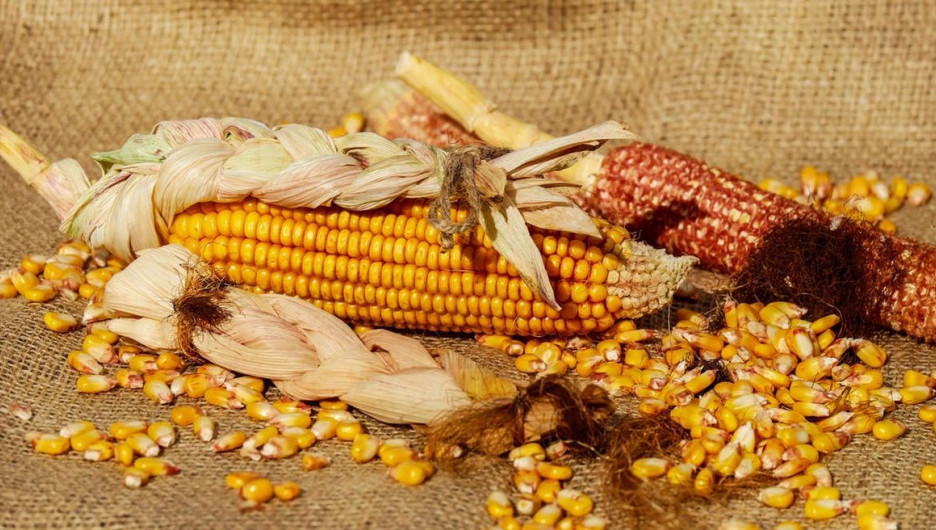 «Бывает». Алтайский фермер убрал в мае кукурузу и может потерять 1,5 млн рублей