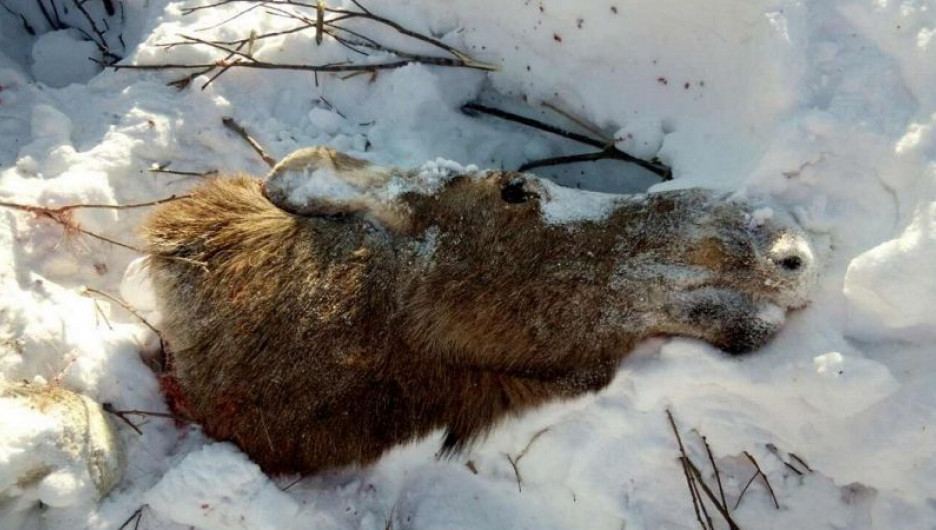 В Кузбассе застрелили беременную лосиху.