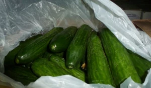 Огурцы из Казахстана.