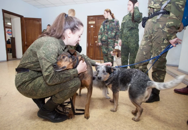 Соревнования кинологов