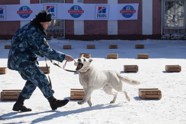 Соревнования кинологов