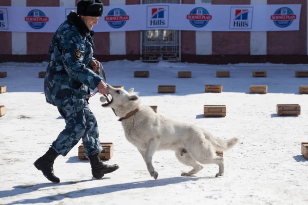 Соревнования кинологов