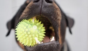 Ротвейлер, собака с мячом.