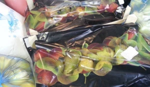 Бельгийские груши.