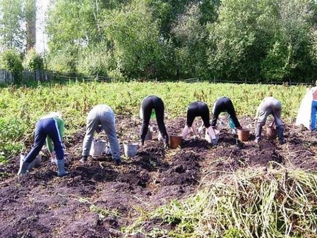 Помни про дачу!