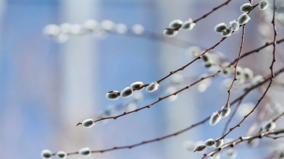 В Барнауле на улице Короленко распустилась верба. 28 марта 2017 года.
