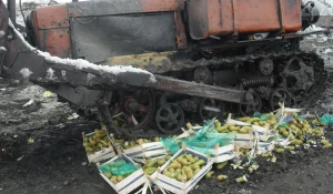 Уничтожение голландских груш.