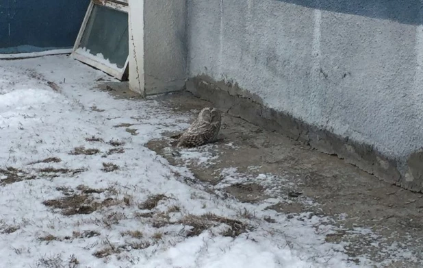 В Барнауле сова врезалась в здание СК "Обь".