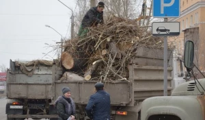 Санитарная вырубка деревьев на пр. Калинина.