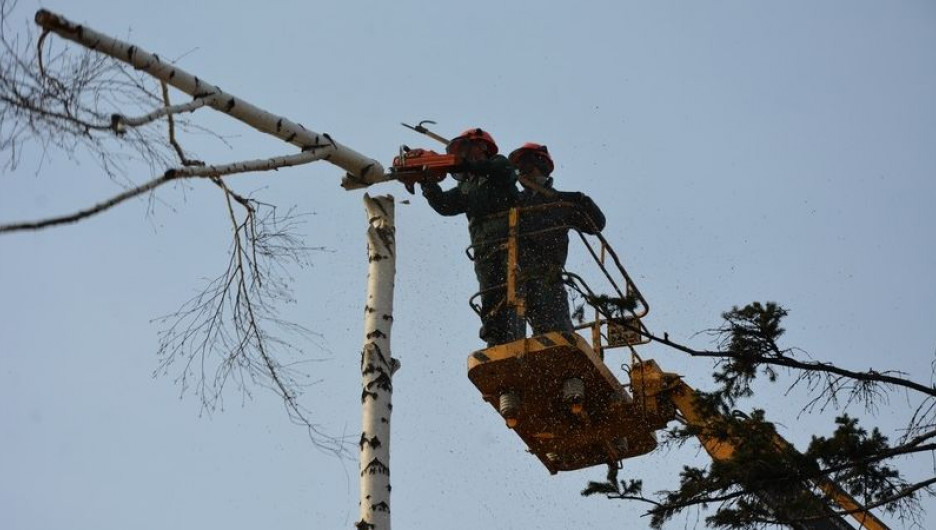 Вырубка старых деревьев на пр. Ленина.