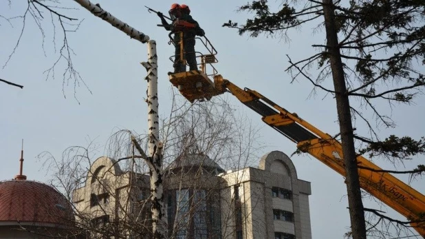 Вырубка старых деревьев на пр. Ленина.