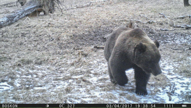 На Алтае проснулись медведи.