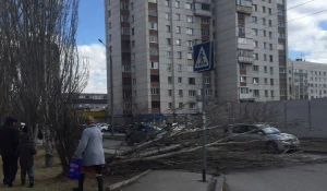 Дерево упало на проезжую часть ул. Чкалова-Геблера