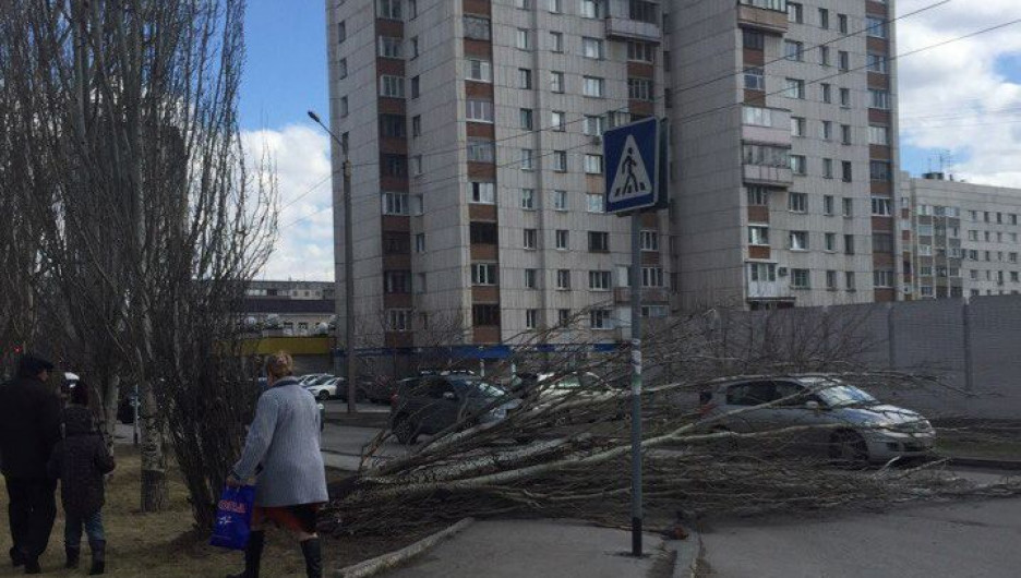 Дерево упало на проезжую часть ул. Чкалова-Геблера