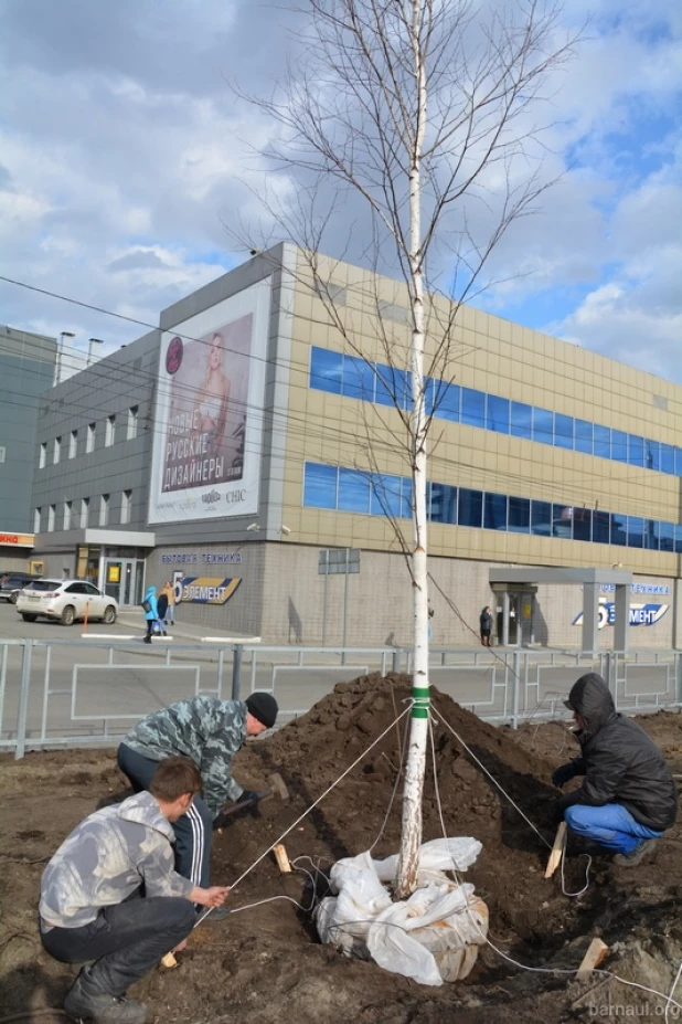 На проспекте Ленина высаживают новые березы.