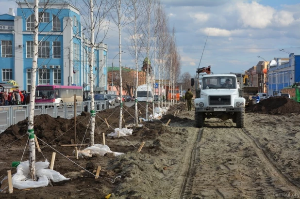 На проспекте Ленина высаживают новые березы.