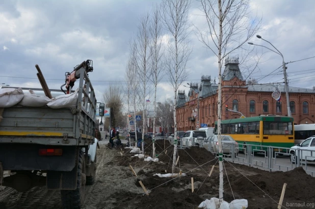 На проспекте Ленина высаживают новые березы.