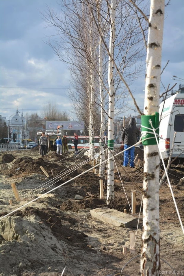 На проспекте Ленина высаживают новые березы.