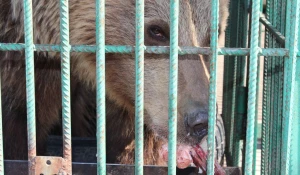 Барнаульский зоопарк.