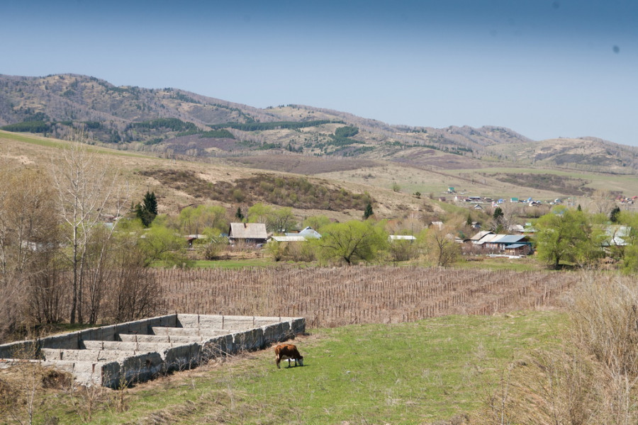 Французские виноградники в Алтайском районе. 27 апреля 2017 года