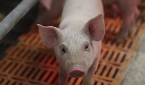 "Барнаульский пищевик" восстанавливает свинокомплекс в Ребрихинском районе.