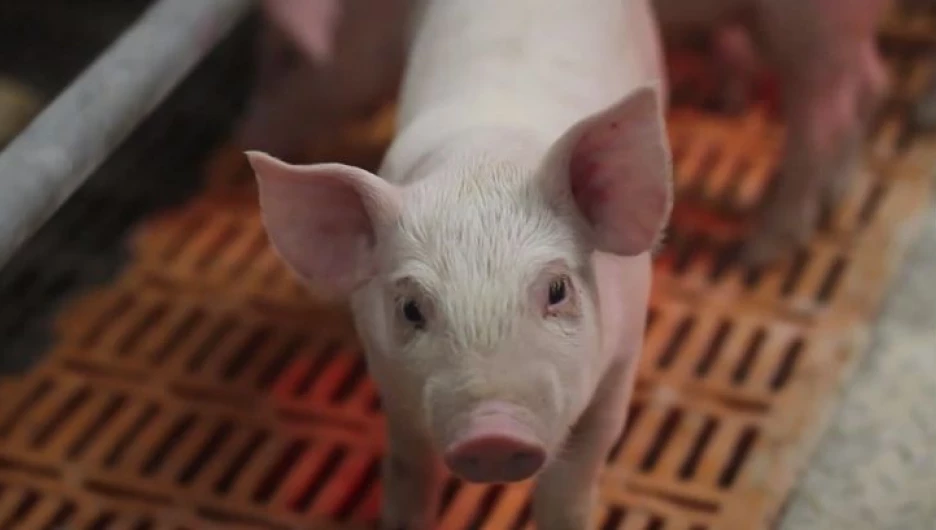 "Барнаульский пищевик" восстанавливает свинокомплекс в Ребрихинском районе.