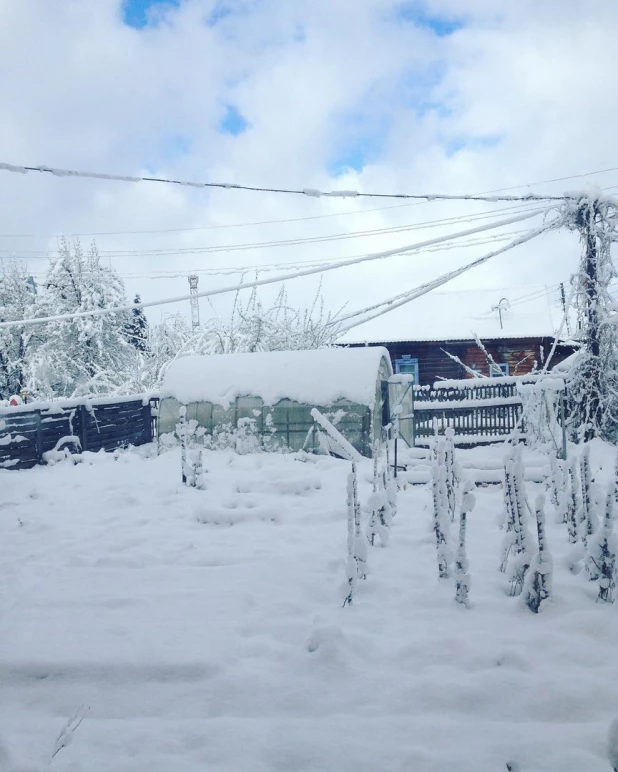 Алтай завалило снегом. 3 мая 2017 года.