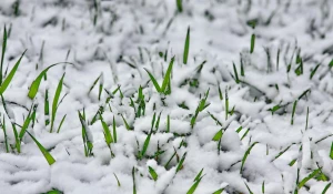 Деревья и цветы в краевой столице покрылись снегом 