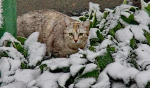 Деревья и цветы в краевой столице покрылись снегом 