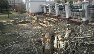 В Центральном парке спиливают старые деревья. Барнаул, 4 мая 2017 года.