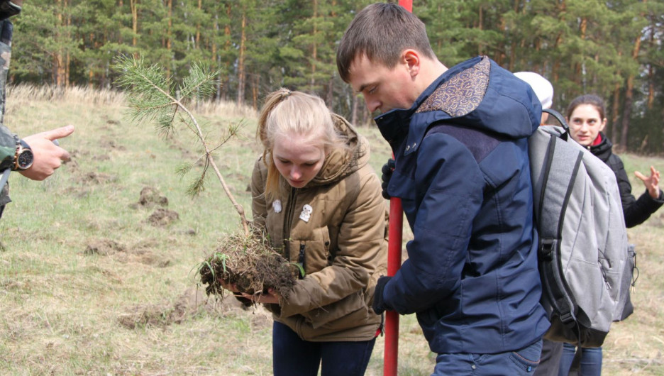  "Алтайлес" высадил 25 га памятных лесов в Алтайском крае.